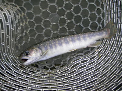 斑紋は「ゴギ」